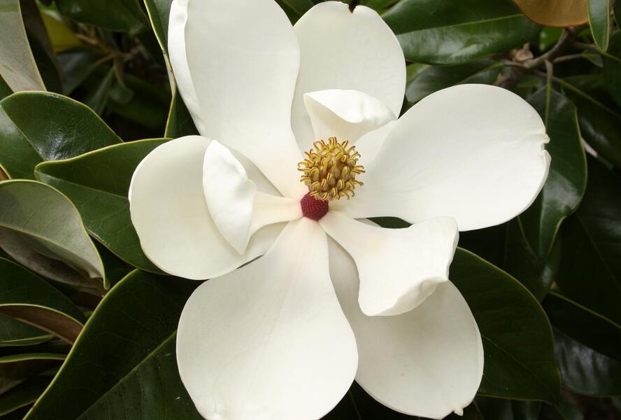 Šácholan velkokvětý - Magnolia grandiflora