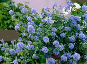 Latnatec 'Blue Diamond' - Ceanothus × delilianus 'Blue Diamond'