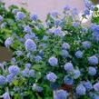 Latnatec 'Blue Saphire' - Ceanothus 'Blue Saphire'
