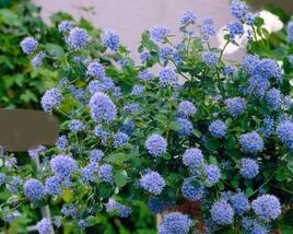 Latnatec 'Blue Saphire'