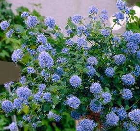 Latnatec 'Blue Saphire' - Ceanothus 'Blue Saphire'