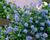 Latnatec 'Blue Saphire'