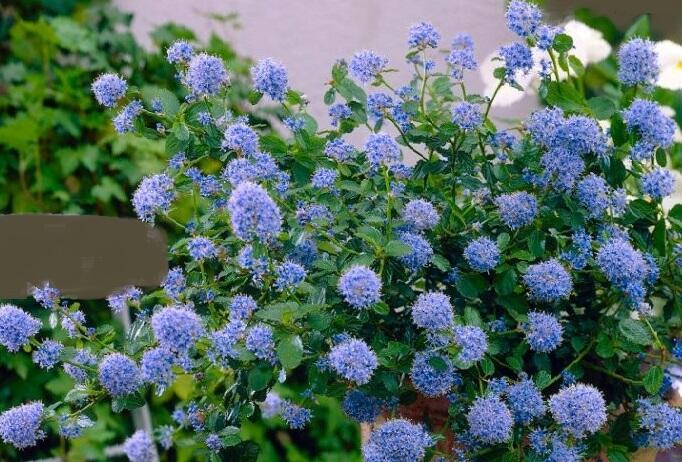 Latnatec 'Blue Saphire' - Ceanothus × delilianus 'Blue Saphire'