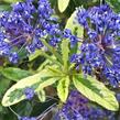 Latnatec 'Lemon and Lime' - Ceanothus 'Lemon and Lime'
