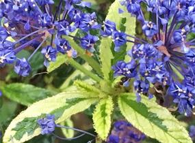 Latnatec kytkokvětý 'Lemon and Lime' - Ceanothus thyrsiflorus 'Lemon and Lime'