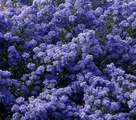 Latnatec 'Puget Blue' - Ceanothus 'Puget Blue'