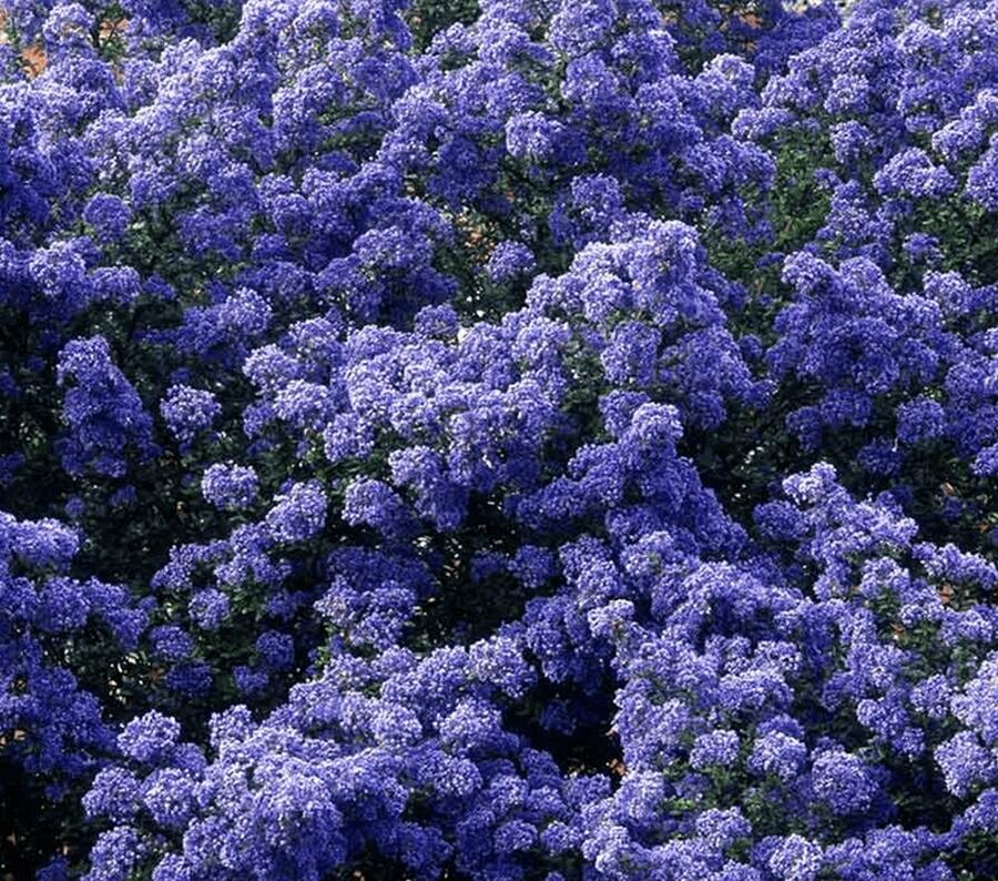 Latnatec 'Puget Blue' - Ceanothus 'Puget Blue'