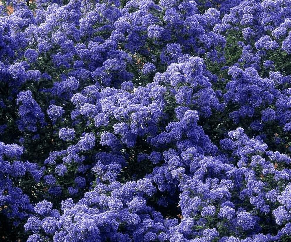 Latnatec 'Puget Blue' - Ceanothus × delilianus 'Puget Blue'