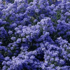 Latnatec 'Puget Blue' - Ceanothus 'Puget Blue'