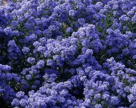 Latnatec 'Puget Blue'