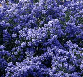 Latnatec 'Puget Blue' - Ceanothus 'Puget Blue'