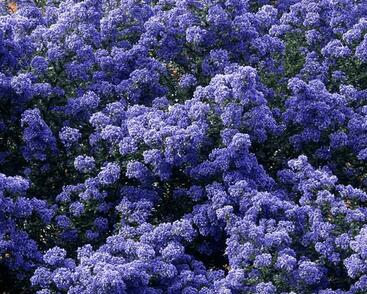 Latnatec 'Puget Blue'