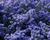 Latnatec 'Puget Blue'