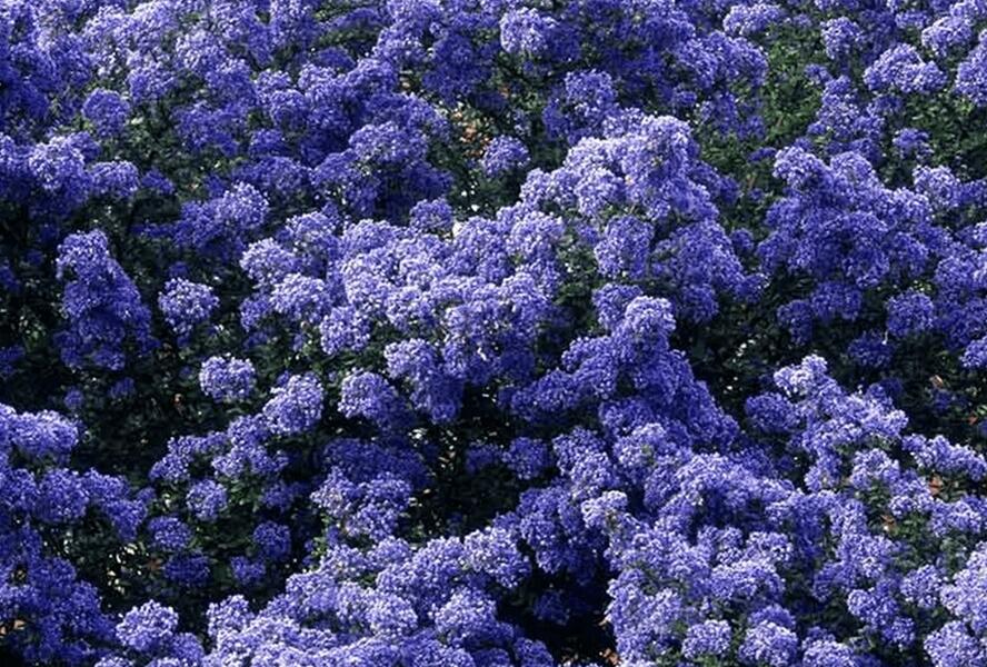 Latnatec 'Puget Blue' - Ceanothus × delilianus 'Puget Blue'
