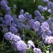Latnatec 'Tilden Park' - Ceanothus 'Tilden Park'