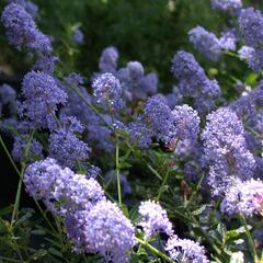 Latnatec 'Tilden Park' - Ceanothus 'Tilden Park'
