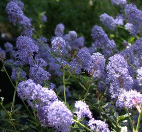 Latnatec 'Tilden Park' - Ceanothus 'Tilden Park'