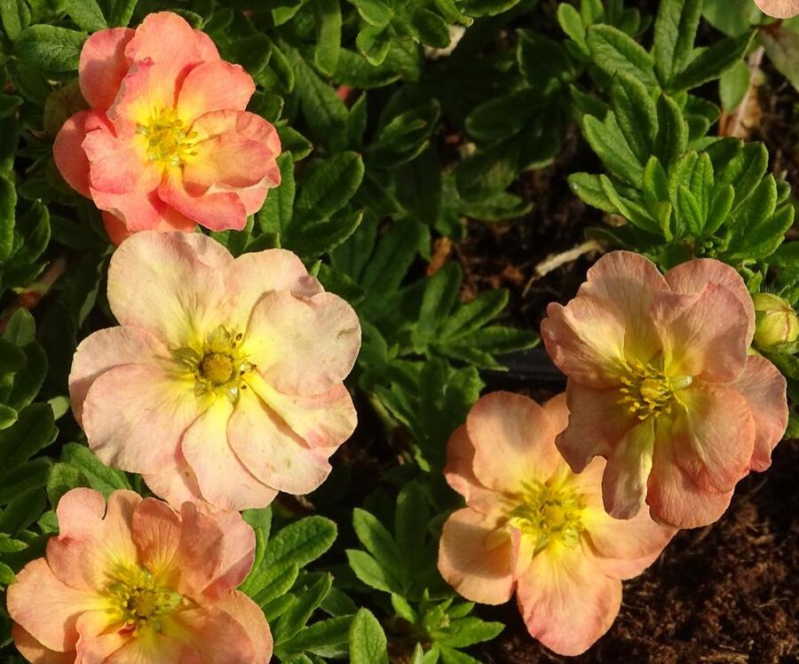 Mochna křovitá 'Bella Apple' - Potentilla fruticosa 'Bella Apple'