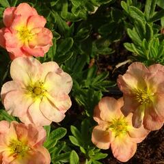 Mochna křovitá 'Bella Apple' - Potentilla fruticosa 'Bella Apple'