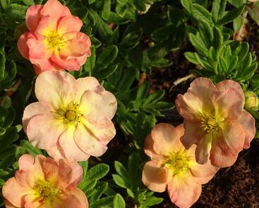 Mochna křovitá 'Bella Apple'