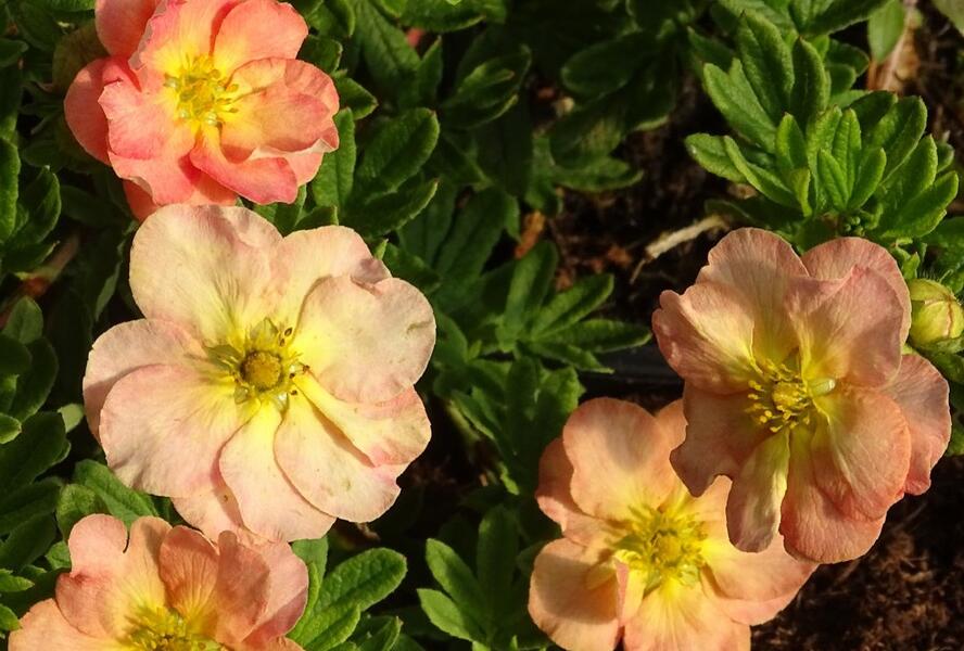 Mochna křovitá 'Bella Apple' - Potentilla fruticosa 'Bella Apple'