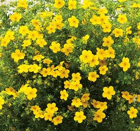 Mochna křovitá 'Bella Lindsey' - Potentilla fruticosa 'Bella Lindsey'