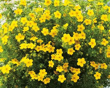 Mochna křovitá 'Bella Lindsey'