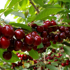Třešeň středně raná srdcovka 'Carmen' - Prunus avium 'Carmen'
