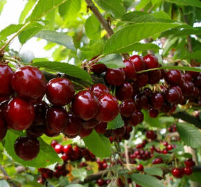 Třešeň středně raná srdcovka 'Carmen'