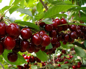 Třešeň středně raná srdcovka 'Carmen'