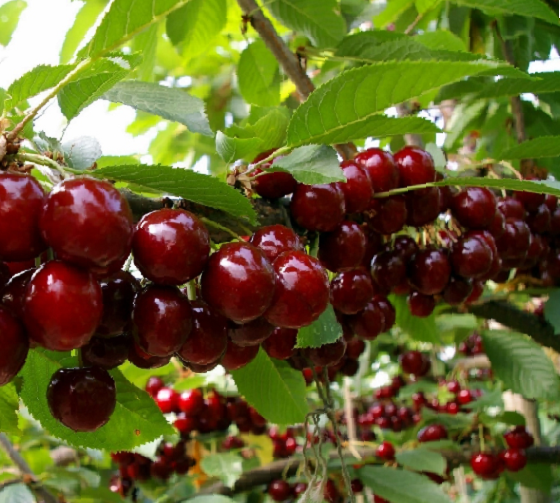 Třešeň středně raná srdcovka 'Carmen' - Prunus avium 'Carmen'