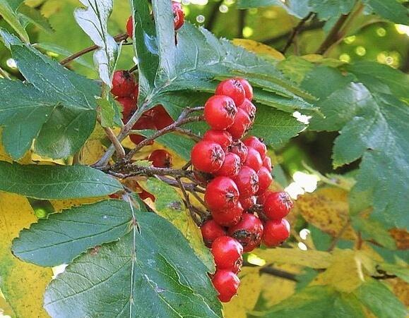 Jeřáb zvrhlý - Sorbus hybrida
