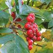 Jeřáb zvrhlý - Sorbus hybrida