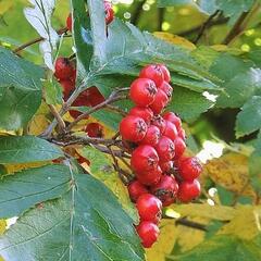 Jeřáb zvrhlý - Sorbus hybrida