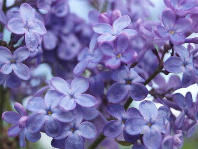 Šeřík obecný 'Amethyst' - Syringa vulgaris 'Amethyst'