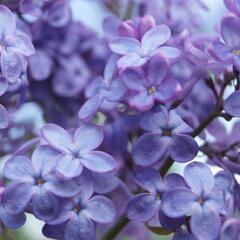 Šeřík obecný 'Amethyst' - Syringa vulgaris 'Amethyst'