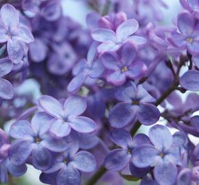 Šeřík obecný 'Amethyst' - Syringa vulgaris 'Amethyst'