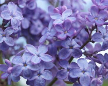 Šeřík obecný 'Amethyst'