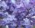 Šeřík obecný 'Amethyst'