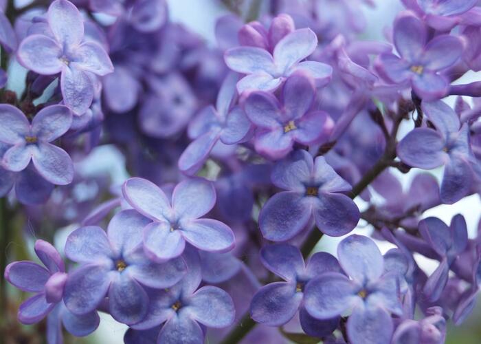 Šeřík obecný 'Amethyst' - Syringa vulgaris 'Amethyst'