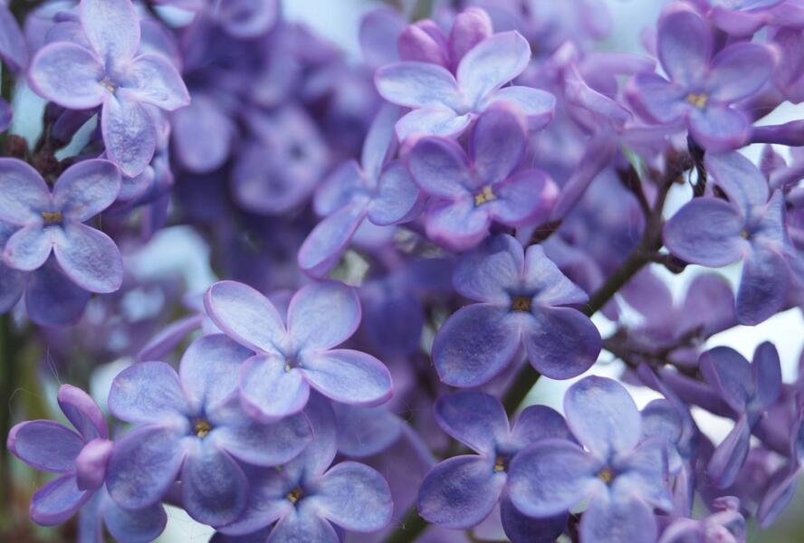 Šeřík obecný 'Amethyst' - Syringa vulgaris 'Amethyst'