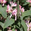 Zimolez zimolezovitý - Lonicera xylosteoides