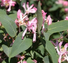 Zimolez zimolezovitý - Lonicera xylosteoides