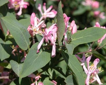 Zimolez zimolezovitý