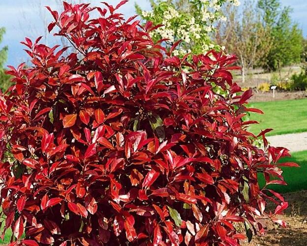 Blýskavka Fraserova 'Robusta Compacta' - Photinia fraseri 'Robusta Compacta'