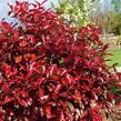 Blýskavka Fraserova 'Robusta Compacta' - Photinia fraseri 'Robusta Compacta'