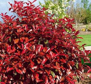 Blýskavka Fraserova 'Robusta Compacta' - Photinia fraseri 'Robusta Compacta'