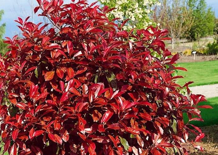 Blýskavka Fraserova 'Robusta Compacta' - Photinia fraseri 'Robusta Compacta'