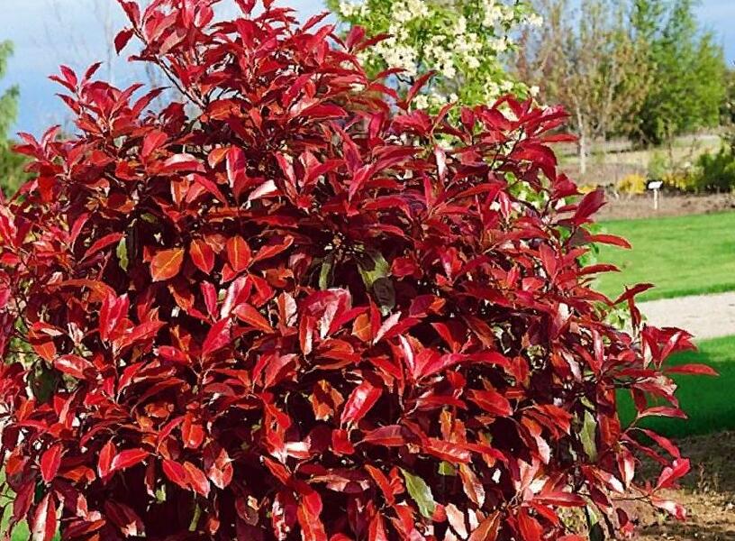 Blýskavka Fraserova 'Robusta Compacta' - Photinia fraseri 'Robusta Compacta'