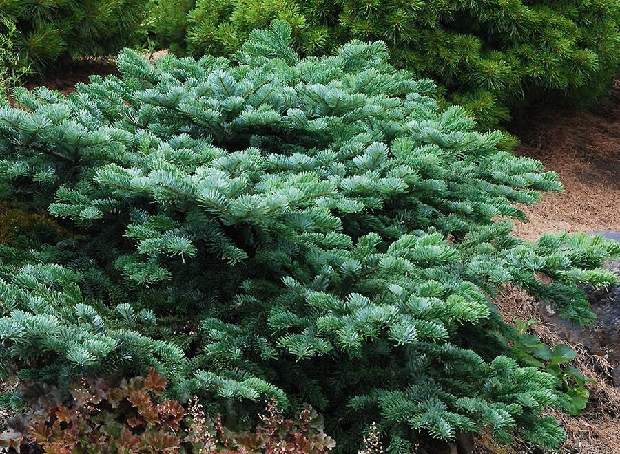 Jedle líbezná 'Spreading Star' - Abies amabilis 'Spreading Star'
